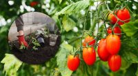 Помидоры дадут обильный урожай, если соблюдать 6 простых правил