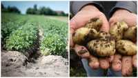 Як не угробити врожай: які рослини не можна вирощувати поруч із картоплею