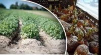 Посадка картоплі – поради, що допоможуть уникнути втрат