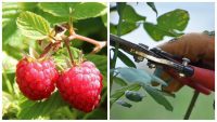 Фатальна помилка погубить улюблену ягоду: на яку висоту обрізати малину