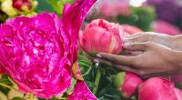 Як обрізати півонії після цвітіння: секрет пишних бутонів наступного року