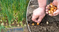 Лук вырастет в разы быстрее: эксперты призвали добавить в лунку секретный продукт