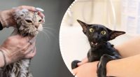 Почему коты панически боятся воды: неожиданный ответ ветеринара