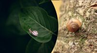 Як позбутися слимаків у саду: поради колишнього королівського садівника
