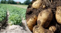 Урожай картоплі стане більшим, якщо посадити її поруч з однією рослиною