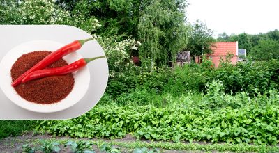перец, сад перец, сад