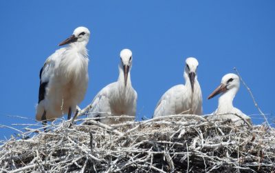 Аисты, весна, погода