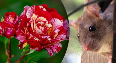 Китайський гороскоп на завтра Китайський гороскоп на завтра