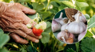 чеснок, клубника чеснок, клубника