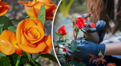 Кущі троянд гнутимуться від квітів: експерти розкрили секрети догляду навесні Кущі троянд гнутимуться від квітів: експерти розкрили секрети догляду навесні