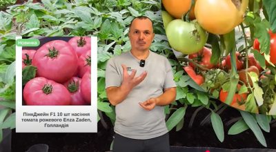 Які низькорослі томати найурожайніші Які низькорослі томати найурожайніші