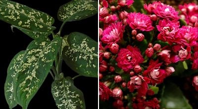 Три кімнатні рослини, які привертають шкідників у дім Три кімнатні рослини, які привертають шкідників у дім