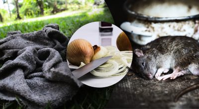 Самый большой страх крыс и мышей: для чего замачивают старые тряпки в луке