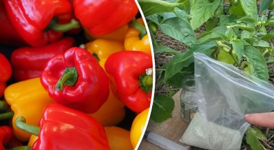 Чим удобрити перець для рясного врожаю Чим удобрити перець для рясного врожаю