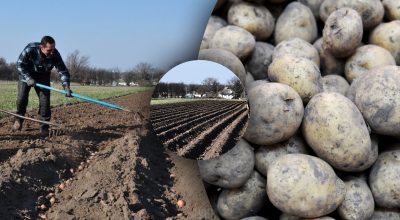 Урожай поб'є всі рекорди: скільки картоплин кидати в лунку при посадці