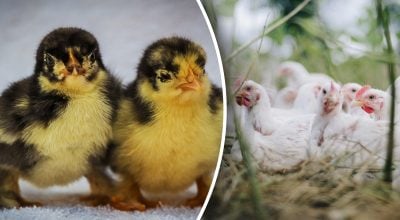 цыплята цыплята