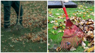 Куди подіти опале листя з дерев: несподіване рішення "жовтої проблеми"