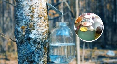 Смачний напій зберігатиметься до зими: як закрити березовий сік, рецепт Смачний напій зберігатиметься до зими: як закрити березовий сік, рецепт