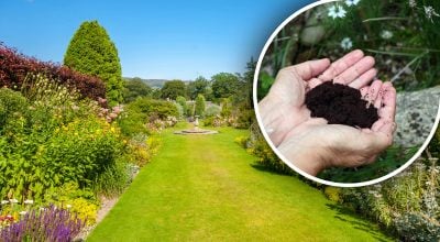 кавова гуща, сад