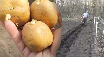Коли садити картоплю у 2025 році в Україні Коли садити картоплю у 2025 році в Україні