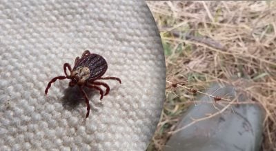 Як зробити так, щоб кліщі не кусали