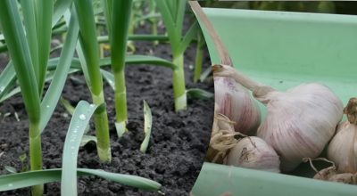 Несумісні попередники: після яких культур озимий часник не слід садити Несумісні попередники: після яких культур озимий часник не слід садити