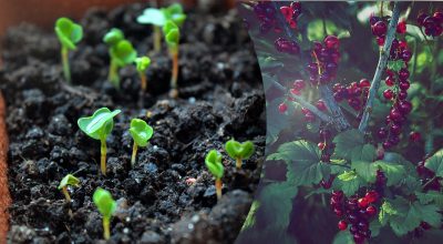 Посівний календар Посівний календар