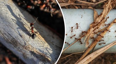 Мурахи обходитимуть десятою дорогою, якщо обприскати рослини і квіти натуральним засобом Мурахи обходитимуть десятою дорогою, якщо обприскати рослини і квіти натуральним засобом