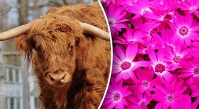 Китайський гороскоп на завтра