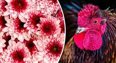 Китайський гороскоп на завтра