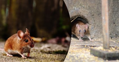 Миші зникнуть за одну ніч: звичайний кухонний продукт творить справжні дива