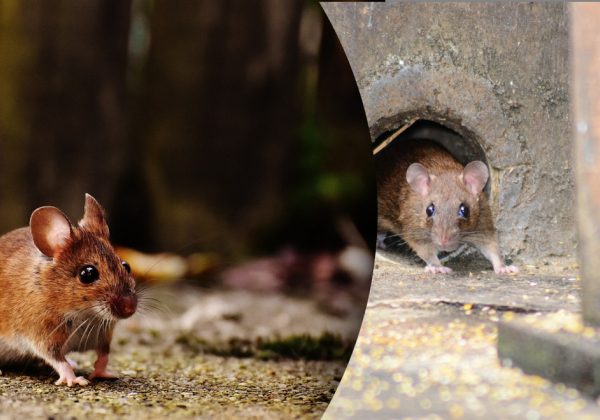 Мыши исчезнут за одну ночь: обычный кухонный продукт творит настоящие чудеса
