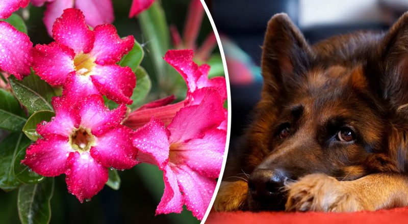 Китайський гороскоп на сьогодні 3 березня: Собакам - жертви, Свиням - суперечки