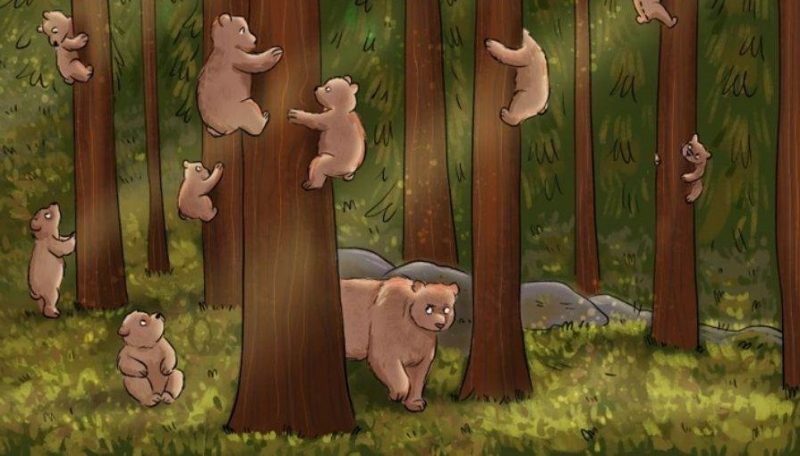 Кто не является медведем: лишь единицы угадают за 5 секунд