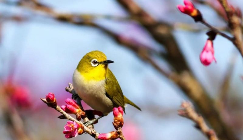 Зима тривала 24 дні: у Києві настала метеорологічна весна