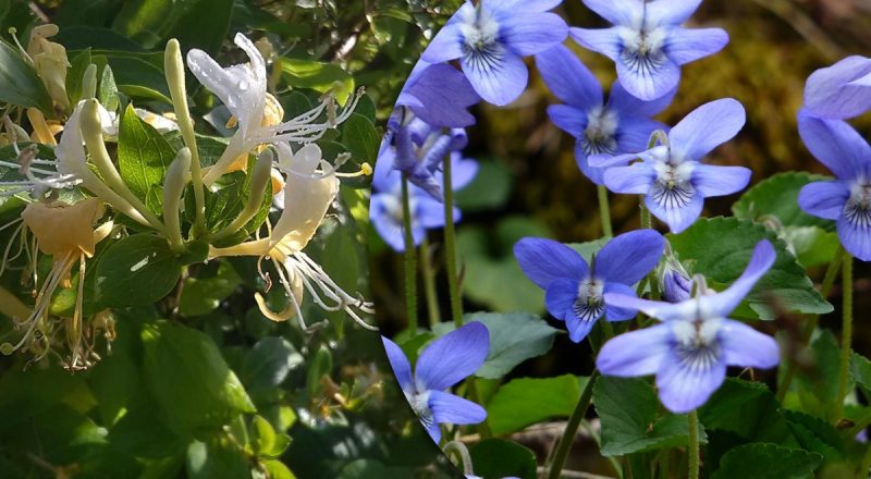 Красивые, но токсичные: какие цветы не стоит высаживать возле дома