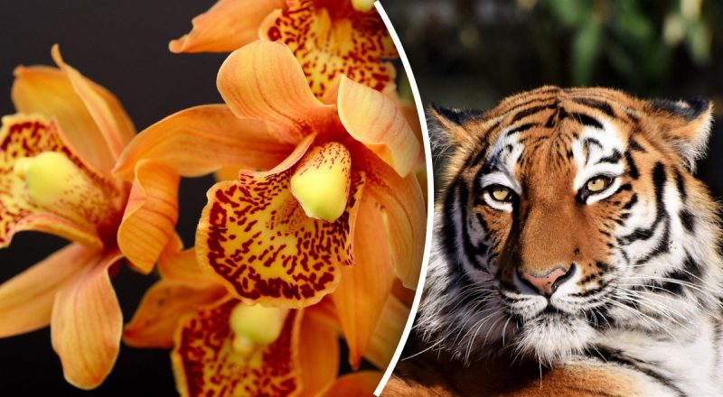 Китайский гороскоп на сегодня 7 марта: Тиграм - злоупотребление, Лошадям - обида