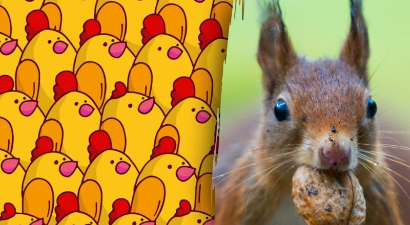 Де заховалася білка: лише "геній головоломок" знайде її за 10 секунд