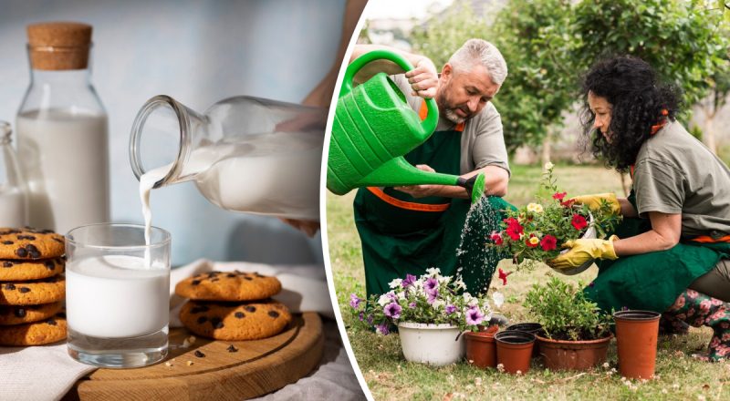 Чому не варто викидати зіпсоване молоко: експерт розкрив геніальний секрет