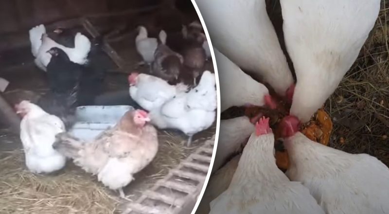 Що робити, якщо кури їдять яйця: причини та 4 рішення проблеми