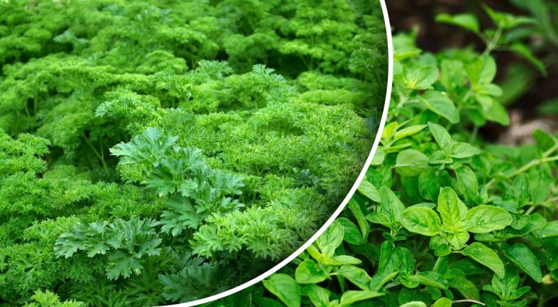 Что из зелени можно посадить в огороде: взойдет уже через неделю