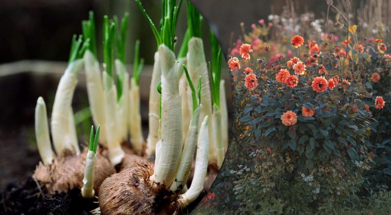 Чтобы сад был цветущим: пять растений, которые нужно посадить в марте