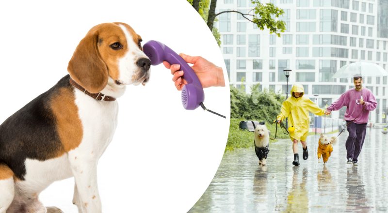 Когда люди смогут "разговаривать" с животными: ветеринар назвал дату