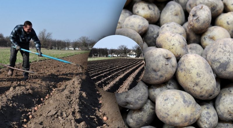 Урожай побьет все рекорды: сколько картофелин бросать в лунку при посадке