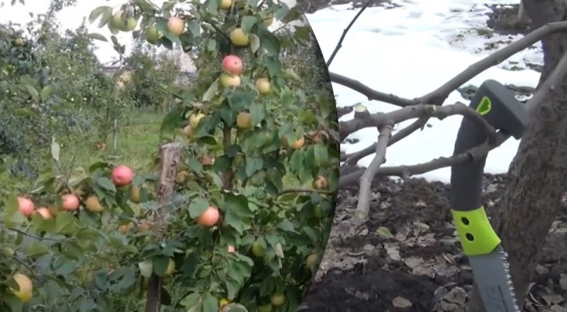 Урожаю позаздрять сусіди: як обрізати яблуню навесні