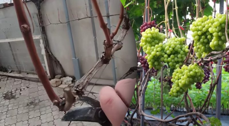 Когда и как правильно обрезать виноград весной: все тонкости процесса