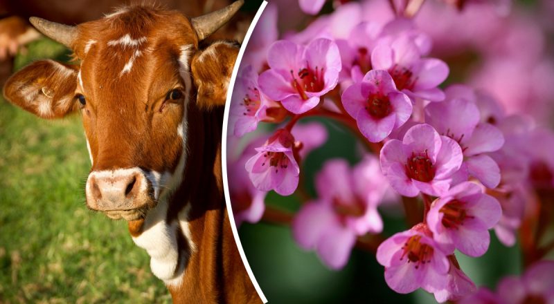 Китайский гороскоп на сегодня 14 марта: Драконам - споры, Быкам - сложности