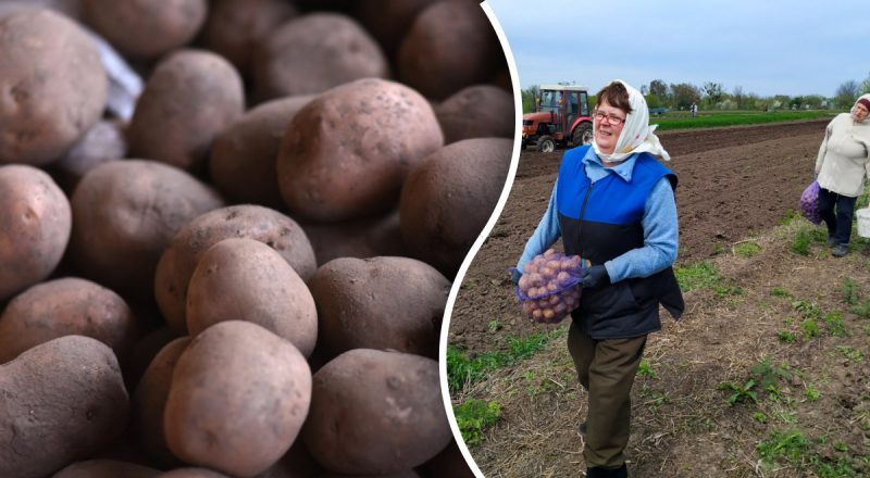 Можно остаться без урожая: какой картофель нельзя сажать в Украине