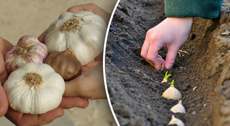 Виросте розміром з кулак: чим підживити часник навесні