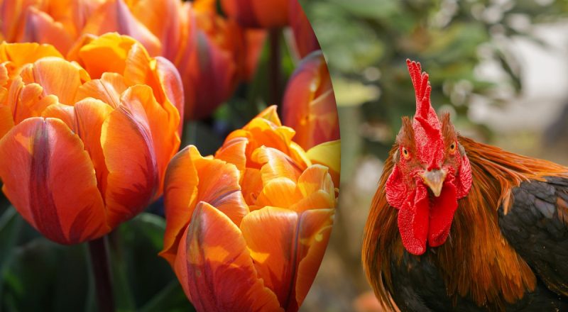 Китайский гороскоп на сегодня 15 марта: Змеям - ложь, Петухам - ошибки